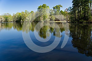 Swan Lake Iris Gardens, Sumter, SC photo